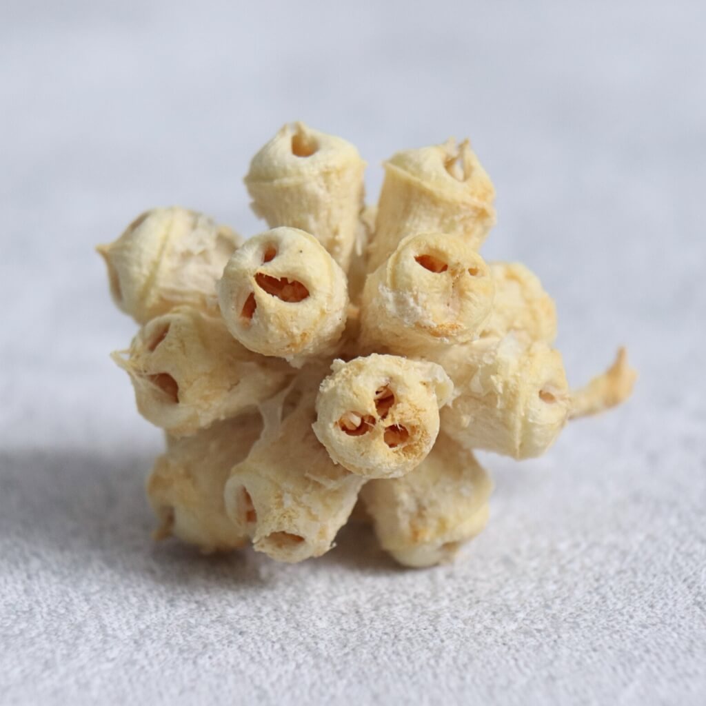 Spidergum knobs mini – sušené plody eukalyptu ve smetanové barvě